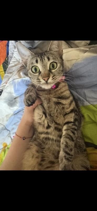 Tabbi, Yaxşı əllərə