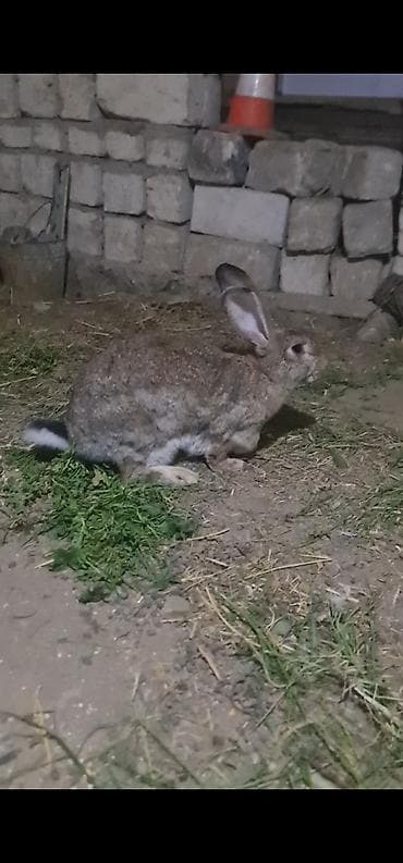 inəyin balası: Salam təmiz qan ətlik Flandr (Flemish Giant) Balaları satılır 20 — 1