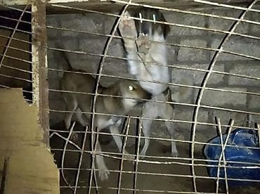 Кошки: 1 год, Для вязки, Самовывоз — 2