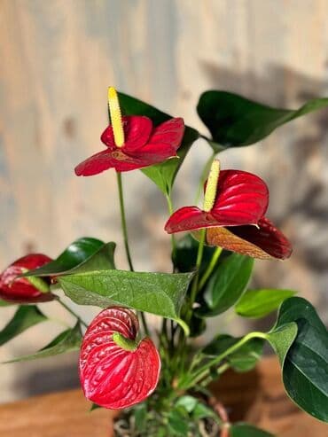 Gübrələr: Otağınıza təbiət gözəlliyi gətirəcək qırmızı anturium bitkisi. Parlaq — 2