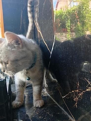 erkey pisik adlari: Dişi, Yaxşı əllərə — 7