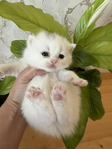 paroda pişik: Şotland yastı qulaq — 7