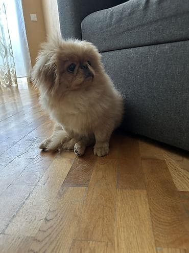 İtlər: Pekines, 5 ay, Erkek, Ödənişli çatdırılma — 3