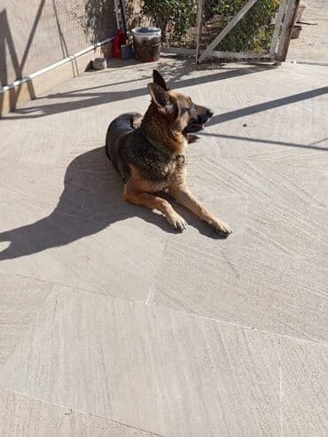 alman coban iti: Alman çoban iti, 2 il, Dişi, Ödənişli çatdırılma — 4