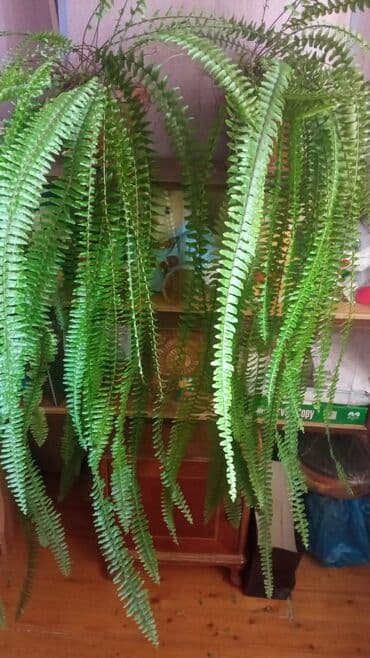 Деревья: Nefrolepis gülü satıram. Gözəl qulluq nəticəsində gözəl də yaşıllığı — 1