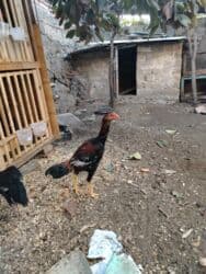 alişan'ın pişiyinin adı: Salam 6 ayliqdi — 1