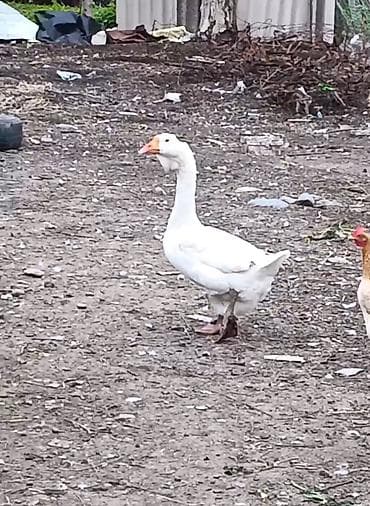 heyvanlara verilən xüsusi adlar: Dişi, | Xolmogor, Damazlıq, Ödənişli çatdırılma — 2