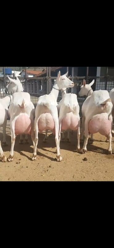 çəpiş əti: Salam 2 qarina dogub 6 ededdi heresinin iki ekiz balasi var — 1