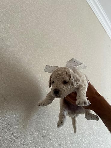 it: Pudel, 1 ay, Erkek, Ödənişli çatdırılma — 1