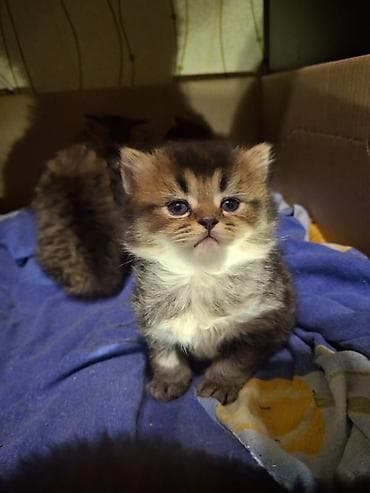 Erkək, Dişi, Yaxşı əllərə, Ünvandan götürmə, Pulsuz çatdırılma, Ödənişli çatdırılma