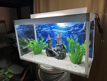 balıq tutmaq: Hazir ölcülərdə akvariumlar var Baliqlar var satişda Dekorlar — 4