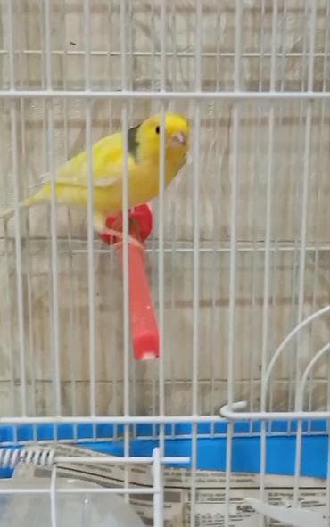 Sarı kanareyka – qəfəs ilə - Növ: Kanareyka (sarı rəngdə, boyun