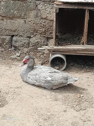 balaca tuklu it: Lal ordey Lavanda cinsi. təmiz qan. Erkeydiler. 3-4 günlük balalar da — 3