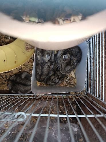 dele heyvan: 20 25 manat arası təcili satılır — 2