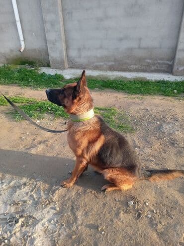 şirin itler: Alman çoban iti, 2 il, Erkek — 3