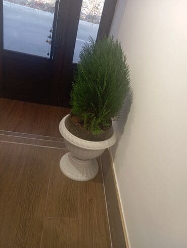 zeytun agaci satilir: Dibçək qabiyla birge satılır təcili 2 ədəddir 2 Si 100 manat — 1