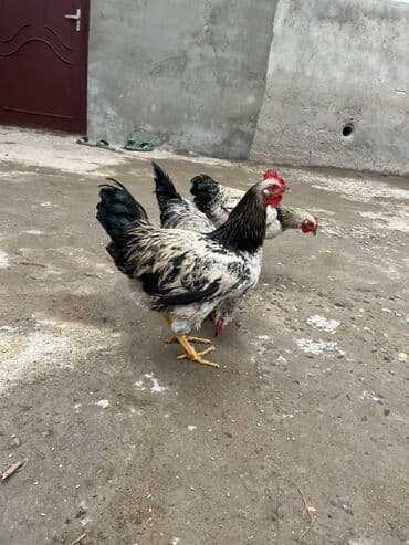 Cücələr: Toyuq, Ətlik, Ünvandan götürmə — 4