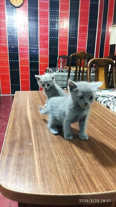 ucuz pisikler: Yaxşı əllərə — 5