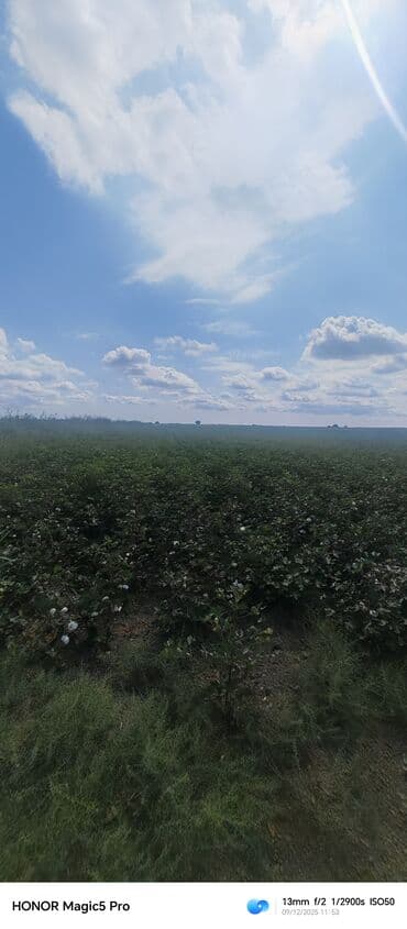 mingecevirde kiraye evler 2019: 257 sot Kənd təsərrüfatı — 8