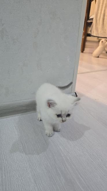 pişik britan: Britan, Erkək, Dişi, Yaxşı əllərə, Ünvandan götürmə, Ödənişli çatdırılma — 4