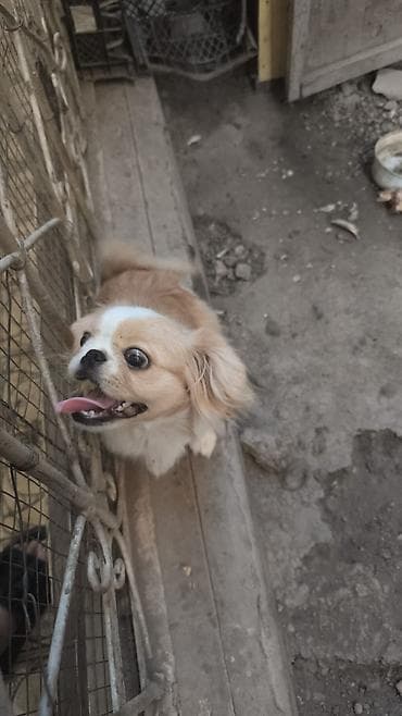 Pekines, 6 ay, Dişi, Peyvəndli, Ödənişli çatdırılma