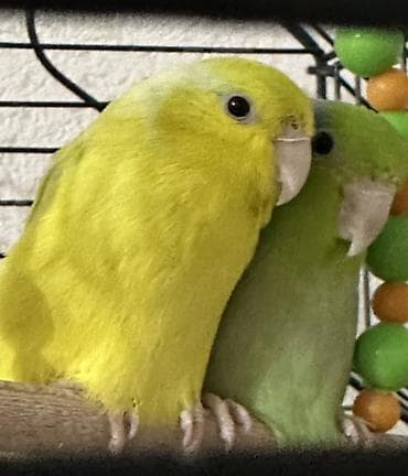 Digər heyvanlar: Forpus tutuquşu Salam, hazir cavan cutdu. Yashil erkey, sari maya — 1