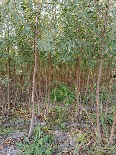 meyvə ağacı: Her sor tinglermiz movcuddur yerli və xarici sortlar var sortlara — 9