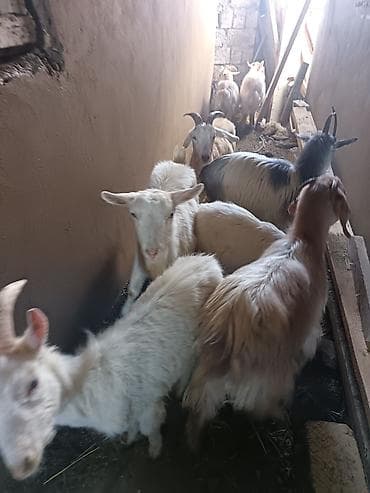 qaz ördək satışı: Saanen keçiləri satılır macar sortu, rusiya sortu isveçrə sortu — 3