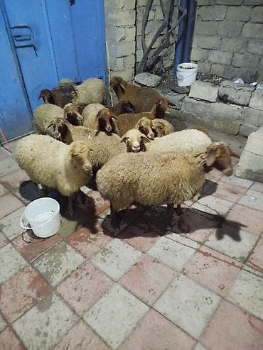 jersey cinsi: Qoyun sürüsü – ət və damazlıq üçün - Növ: yerli quyruqlu/yağlı quyruq — 1