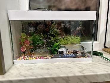 yuxuda qaz cücəsi görmək: Dördbucaq akvarium, Boş, 15 l, Ünvandan götürmə, Ödənişli çatdırılma — 3