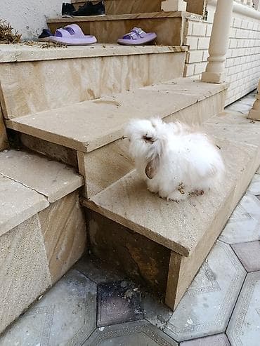 dovşanlar: Tuklu erkey dovşandı ele verdişdi — 4