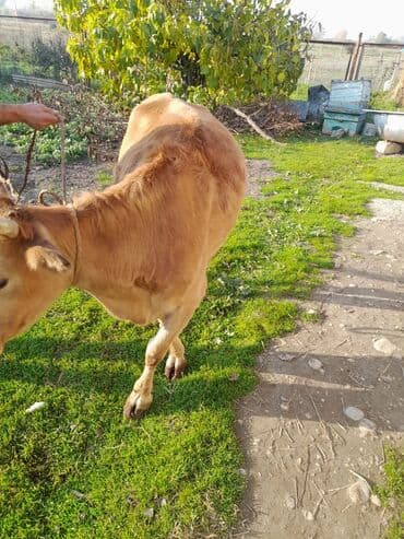 Inəklər, öküzlər: Salam iney 2 qarina dogmalidi. dogmagina 3 ay qalb(fevral ayinda — 3