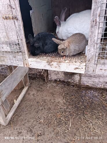 Qoyunlar, qoçlar: İki dənə 28 günlük dovşan balaları Saglamdilar bağ şəraitində özüm — 8