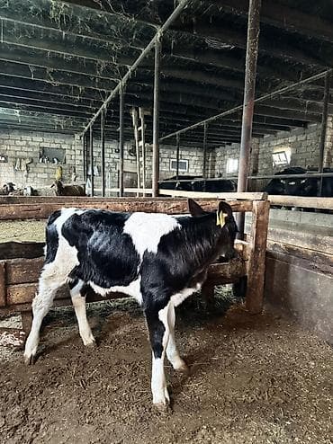 it adlari disi: Holştayn cinsli buzov • Qara‑ağ rəngdə, qulaq birkası ilə — 4