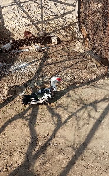 Keçilər, çəpişlər: Erkek lal ördək 8.9 aylıq diri çekisi 4 kilo arpa.buğda.qarğadalı ile — 1