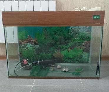 (Akvaryum) yaxwi veziyyetde seliqelidir siniq qiriq yoxdur qiymet 70 lalafo.az -da (Akvaryum) yaxwi veziyyetde seliqelidir siniq qiriq yoxdur qiymet 70