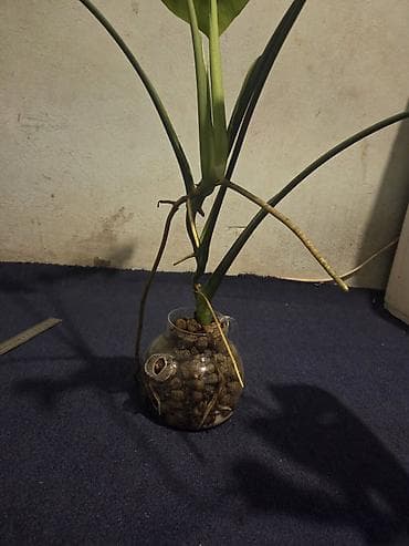 diffenbaxiya bitkisi: Aloe vera dekorativ otaq bitkisi – saksıda - Növ: Aloe vera — 7