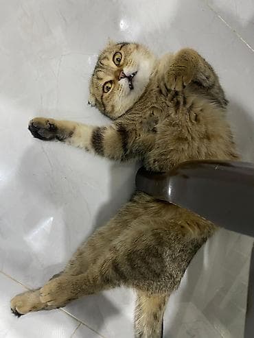 siyam pisiyi: Şotland, Erkək, Yaxşı əllərə, Ünvandan götürmə, Ödənişli çatdırılma — 4