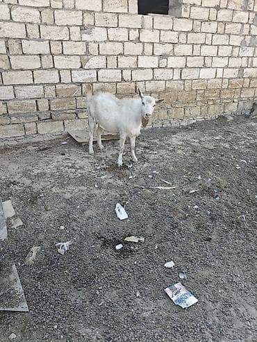 keçi: Her ikisi satilir. fevralda 2yasdari olacag. heyvanlar qobu kendindedi — 5