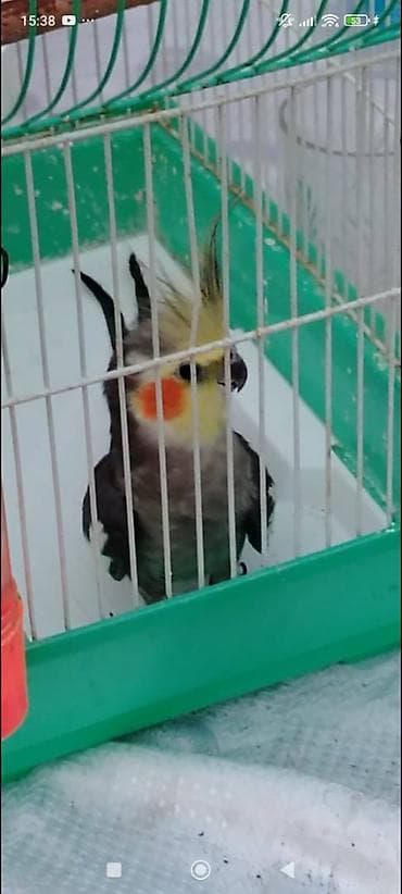 Digər heyvanlar: Məhsul: Nimfa tutuquşu (Cockatiel) Xüsusiyyətlər: - Rəng: boz-gümüşü — 1