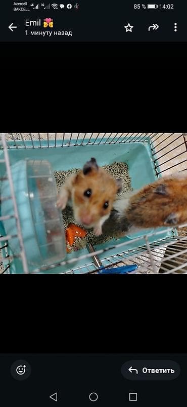 heyvan geyimleri: Ev heyvanı – xomyaklar. 10 manat birlikde satlllr . Unvan Merdekan — 2