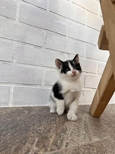 Pişiklər: Yaxşı əllərə — 2