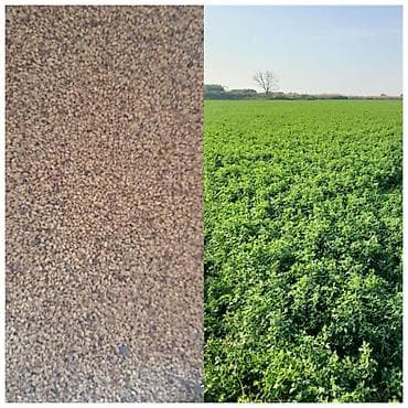 Yonca toxumu – yüksək məhsuldarlıq üçün - Bitki: Medicago sativa — 1