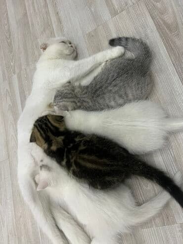 pişik şəkilləri: Şotland yastı qulaq, Erkək, Dişi, Yaxşı əllərə — 2