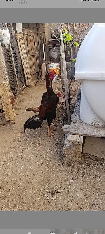 Salam aleyküm həyətində təmiz cins həyvan isdeyen əlaqə saxlasin 8