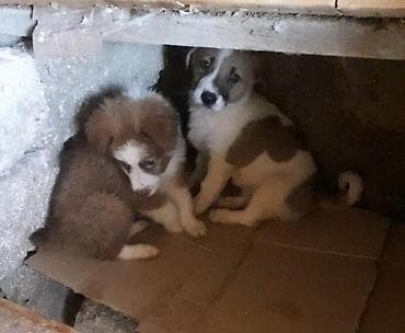 xarici it adlari: Zvonok, 4 ay, Erkek, Peyvəndli — 5