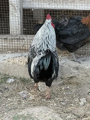 xoruzdar: Məhsul: Qara-lələklı, gümüşi yaxalı toyuq cinsi xoruz Xüsusiyyətlər — 7