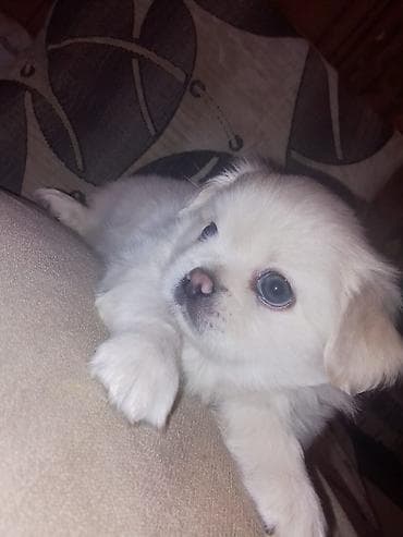 inek bala: Pekines, 1 ay, Dişi, Peyvəndli — 6