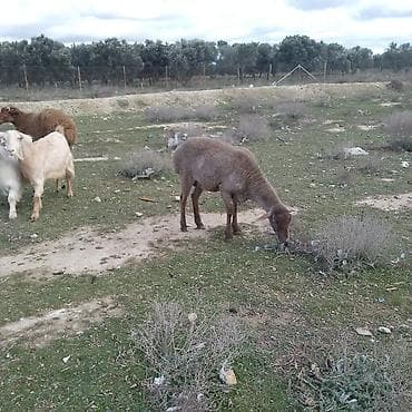 Зоотовары: Saxlama və çoxalma üçün quzu/qoyunlar - Növ: yerli qoyun — 3