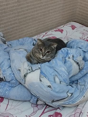 boyumeyen pisik: Şotland yastı qulaq — 1